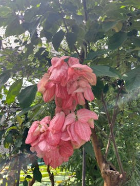 熱川バナナワニ園に投稿された画像（2022/8/31）