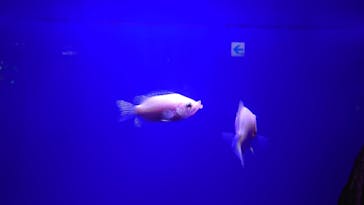 サンシャイン水族館に投稿された画像（2022/9/11）