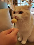 猫カフェモカ　秋葉原店に投稿された画像（2022/9/11）
