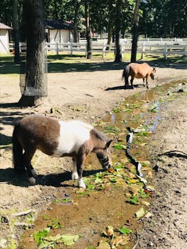 ノーザンホースパークに投稿された画像（2022/9/11）