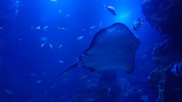 京都水族館に投稿された画像（2022/9/11）