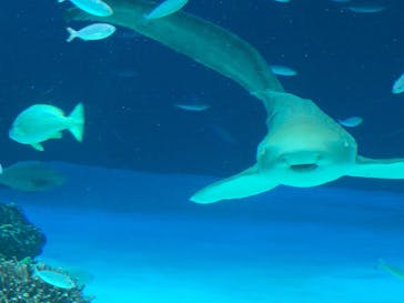 サンシャイン水族館に投稿された画像（2022/9/11）