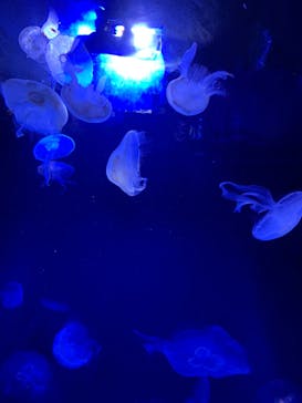 サンシャイン水族館に投稿された画像（2022/9/11）