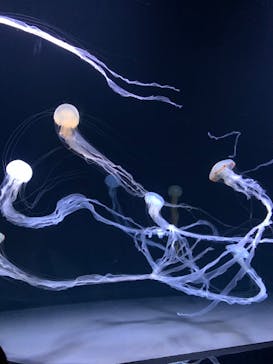 サンシャイン水族館に投稿された画像（2022/9/11）