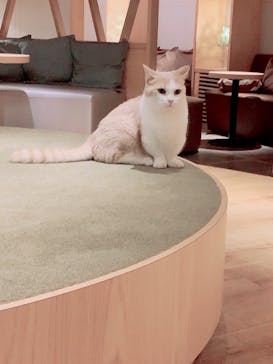 猫カフェモカ　新宿店に投稿された画像（2022/9/11）