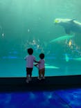 島根県立 しまね海洋館に投稿された画像（2022/9/11）