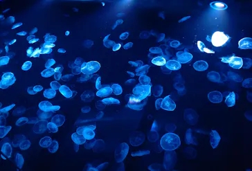 すみだ水族館に投稿された画像（2022/9/11）