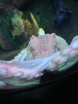 サンシャイン水族館に投稿された画像（2022/9/11）