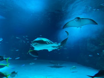 サンシャイン水族館に投稿された画像（2022/9/11）