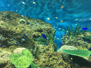 アクアワールド茨城県大洗水族館に投稿された画像（2022/9/11）