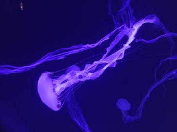 サンシャイン水族館に投稿された画像（2022/9/11）