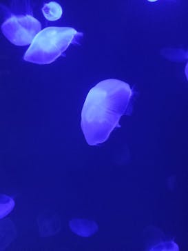 サンシャイン水族館に投稿された画像（2022/9/11）