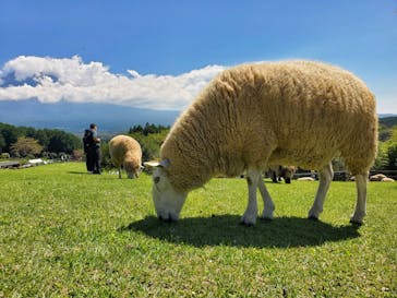 まかいの牧場に投稿された画像（2022/9/11）