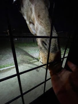 那須サファリパークに投稿された画像（2022/9/11）