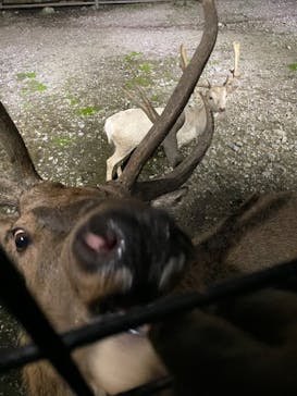 那須サファリパークに投稿された画像（2022/9/11）