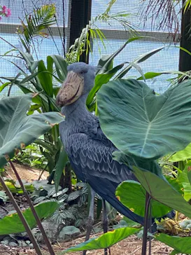 神戸どうぶつ王国に投稿された画像（2022/9/11）