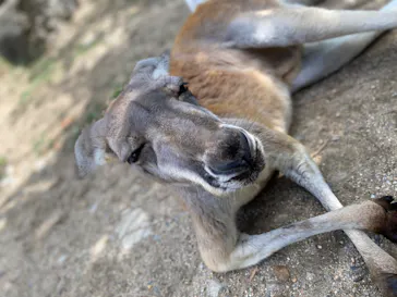 神戸どうぶつ王国に投稿された画像（2022/9/11）