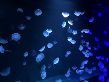 サンシャイン水族館に投稿された画像（2022/9/11）