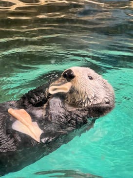 マリンワールド海の中道に投稿された画像（2022/9/11）