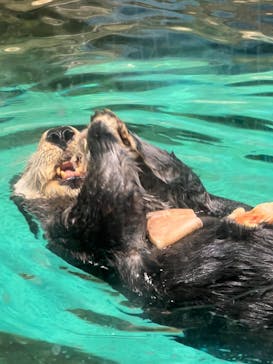 マリンワールド海の中道に投稿された画像（2022/9/11）