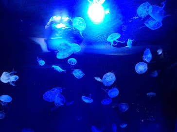 サンシャイン水族館に投稿された画像（2022/9/11）