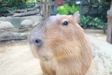 神戸どうぶつ王国に投稿された画像（2022/9/11）