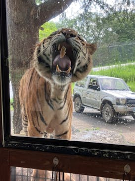 秋吉台自然動物公園 サファリランドに投稿された画像（2022/9/11）