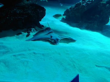 サンシャイン水族館に投稿された画像（2022/9/11）