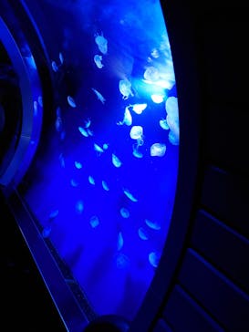 サンシャイン水族館に投稿された画像（2022/9/11）