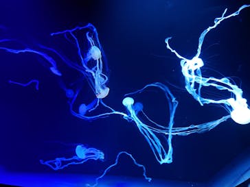 サンシャイン水族館に投稿された画像（2022/9/11）