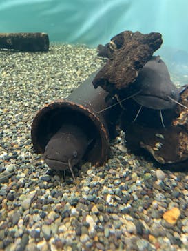 滋賀県立琵琶湖博物館に投稿された画像（2022/9/12）