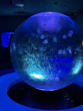 新江ノ島水族館に投稿された画像（2022/9/12）