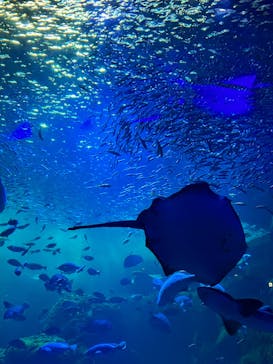 新江ノ島水族館に投稿された画像（2022/9/12）