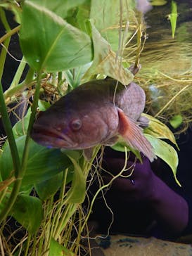 カワスイ 川崎⽔族館に投稿された画像（2022/9/12）