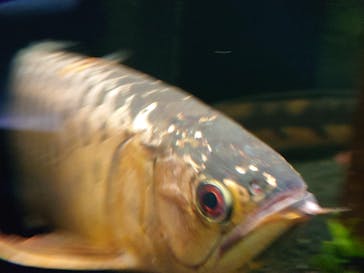 カワスイ 川崎⽔族館に投稿された画像（2022/9/12）