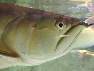 カワスイ 川崎⽔族館に投稿された画像（2022/9/12）