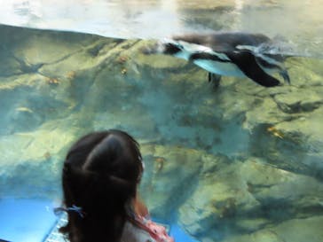 新江ノ島水族館に投稿された画像（2022/9/12）