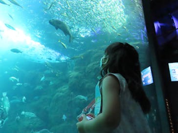 新江ノ島水族館に投稿された画像（2022/9/12）