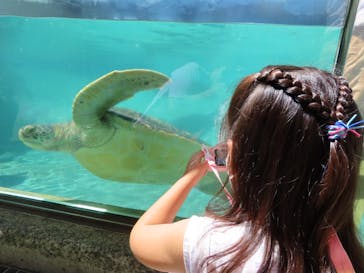 新江ノ島水族館に投稿された画像（2022/9/12）