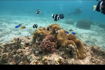 青の洞窟専門店　沖縄ダイビングショップ和に投稿された画像（2022/9/12）