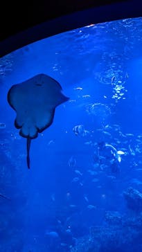 京都水族館に投稿された画像（2022/9/12）