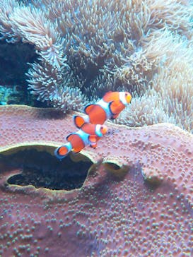 鴨川シーワールドに投稿された画像（2022/9/12）