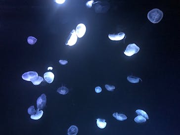 サンシャイン水族館に投稿された画像（2022/9/12）