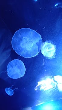 サンシャイン水族館に投稿された画像（2022/9/12）