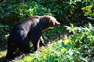 サホロリゾート　ベア･マウンテンに投稿された画像（2022/9/12）