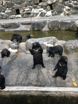 奥飛騨クマ牧場に投稿された画像（2022/9/12）