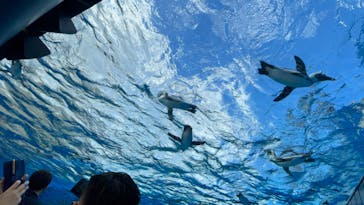 サンシャイン水族館に投稿された画像（2022/9/13）
