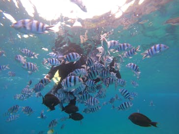 沖縄マリンサービス碧に投稿された画像（2022/9/13）