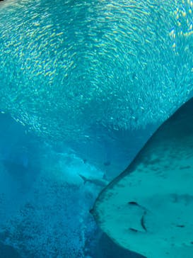 マリンワールド海の中道に投稿された画像（2022/9/13）