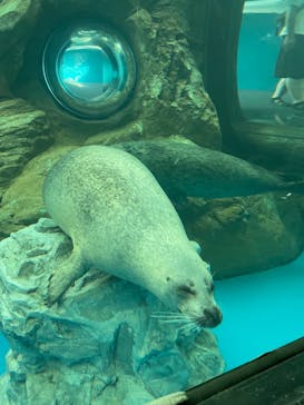 しながわ水族館に投稿された画像（2022/9/13）
